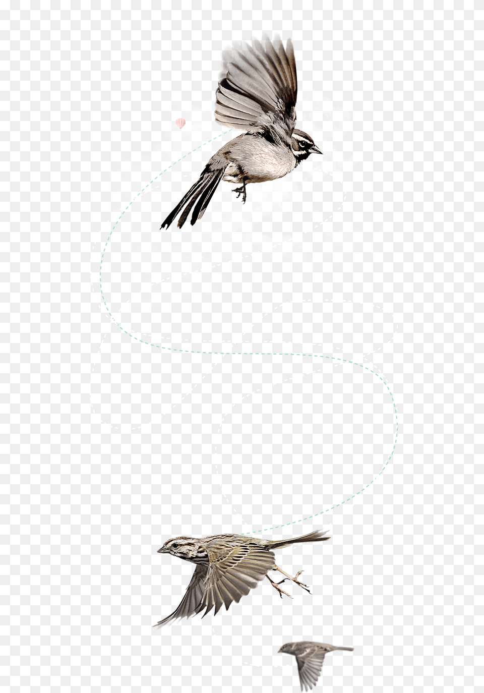 Flying Bird Old World Flycatchers, Animal, Anthus, Sparrow, Jay Png