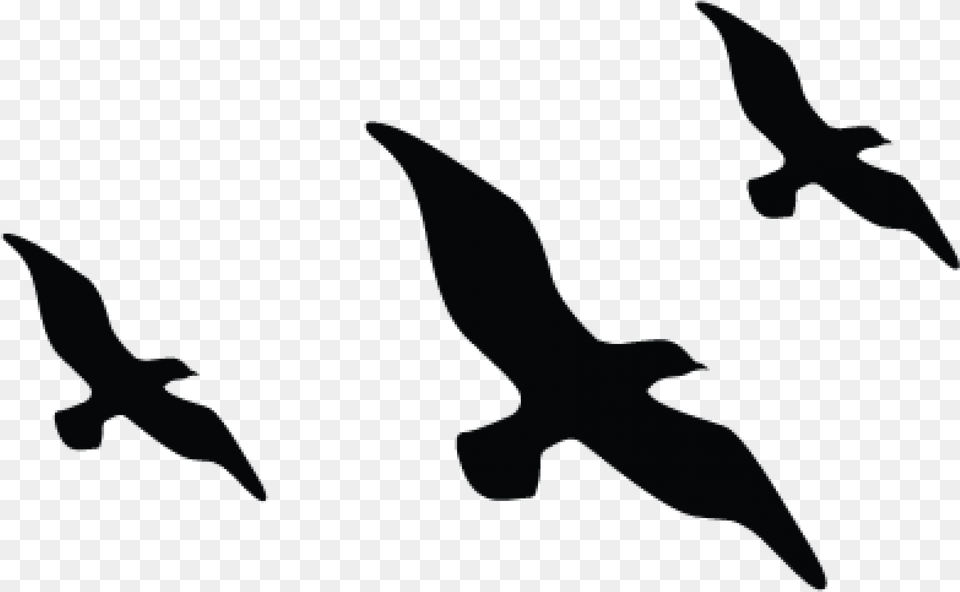 Flying Bird Silhouette, Animal, Seagull, Waterfowl, Flock Png