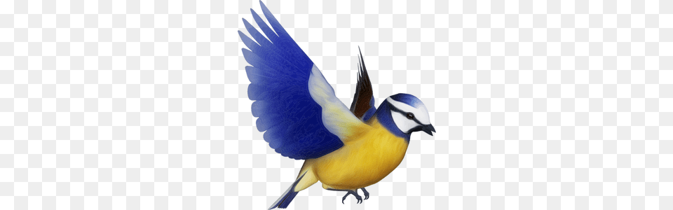 Flying Bird Silhouette Clip Art, Animal, Jay, Bluebird, Blue Jay Free Png Download