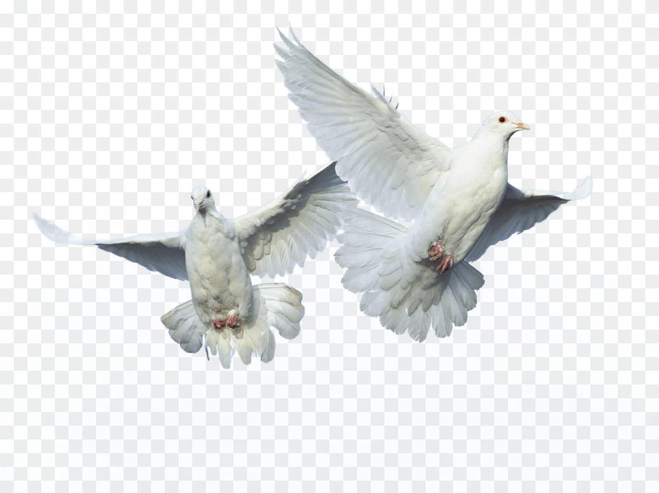 Flying Bird Source, Animal, Pigeon, Dove Png Image