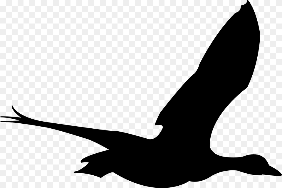 Flying Bird Svg Animation, Gray Png Image
