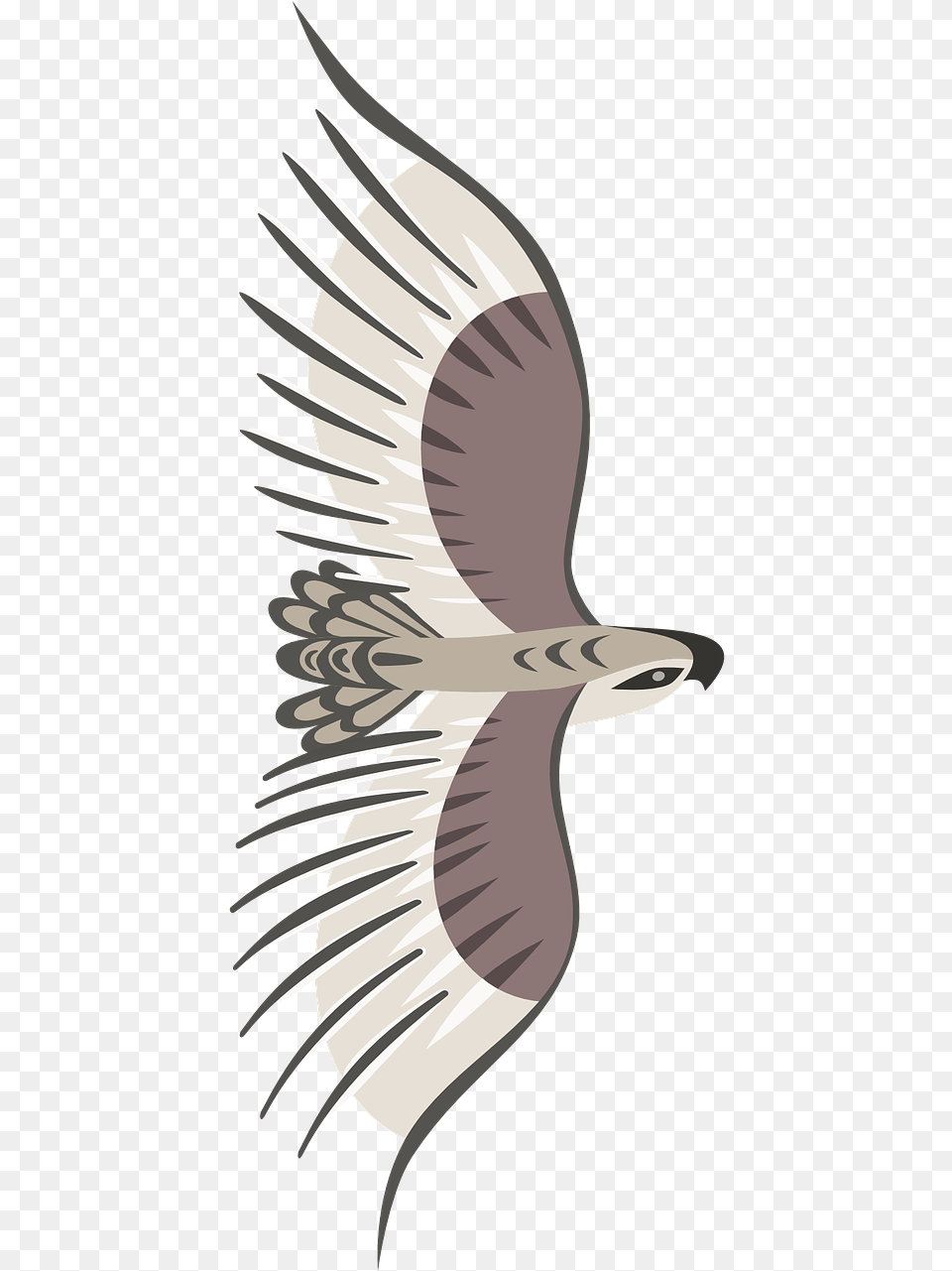 Flying Bird Top View, Animal, Kite Bird, Waterfowl, Vulture Png Image