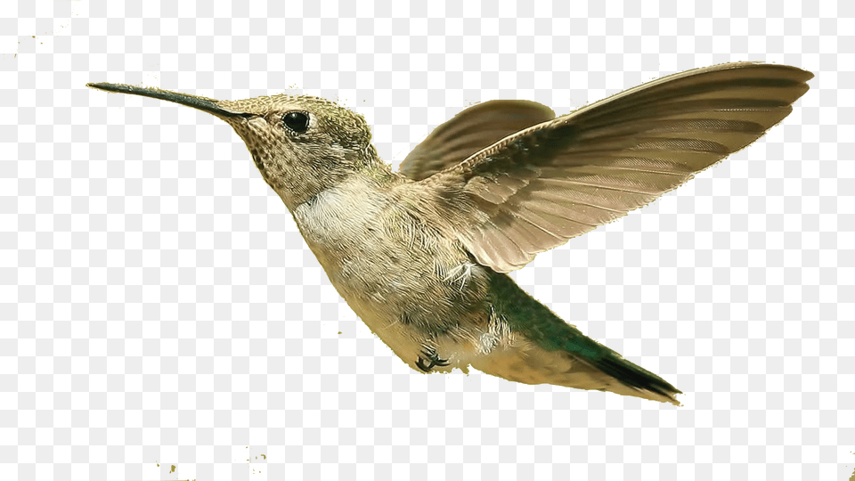 Flying Bird Background Bird Flying, Animal, Hummingbird Free Transparent Png