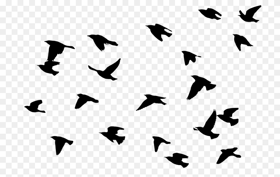 Flying Bird Transparent Flying Bird Images, Nature, Night, Outdoors, Lighting Free Png Download