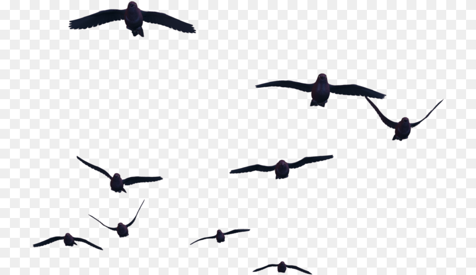 Flying Birds, Animal, Bird, Flock Png