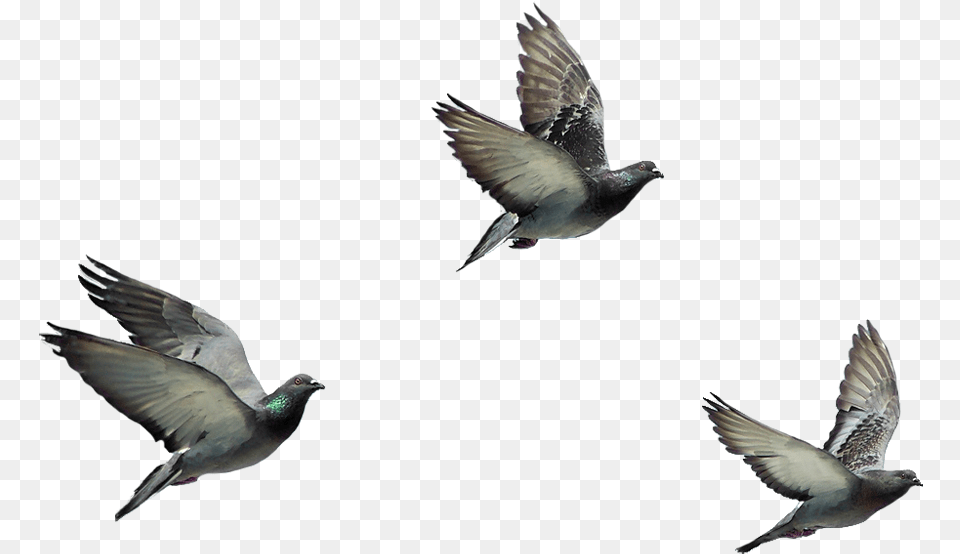 Flying Birds, Animal, Bird, Pigeon, Dove Png