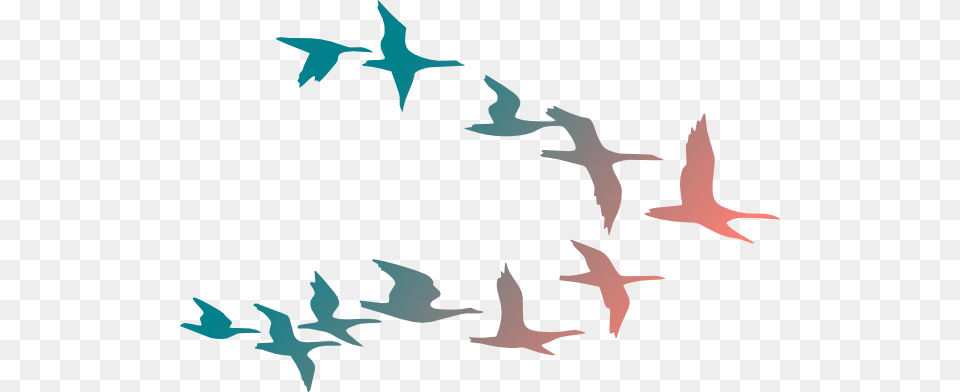 Flying Birds Clipart, Animal, Bird, Flock, Booby Png Image