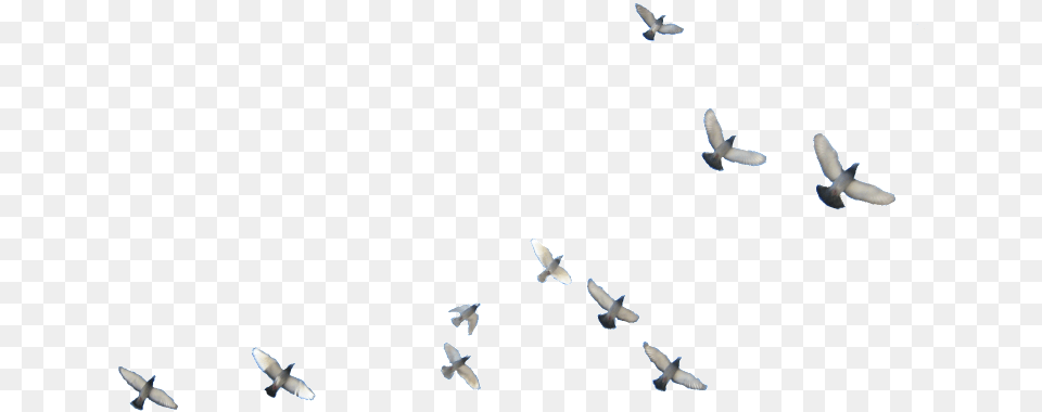 Flying Birds Flying Bird, Animal, Pigeon Png