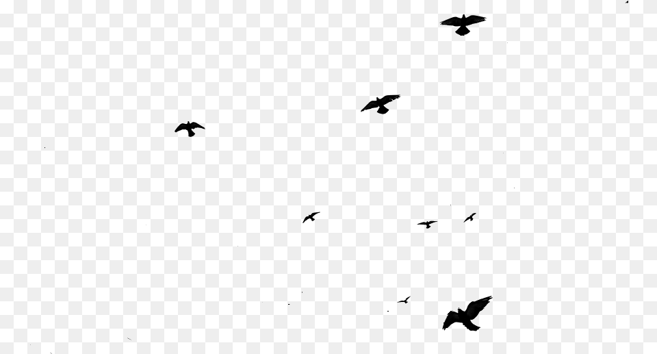 Flying Birds Gif Download Birds Flying Gif, Silhouette, Machine, Spoke, Animal Free Transparent Png