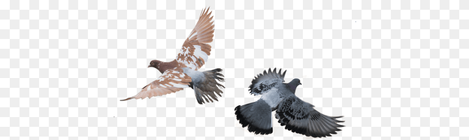 Flying Birds Gvercinler, Animal, Bird, Pigeon, Dove Free Png