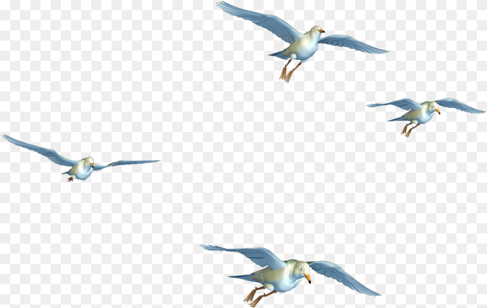 Flying Birds Hd, Animal, Bird, Seagull, Waterfowl Free Transparent Png