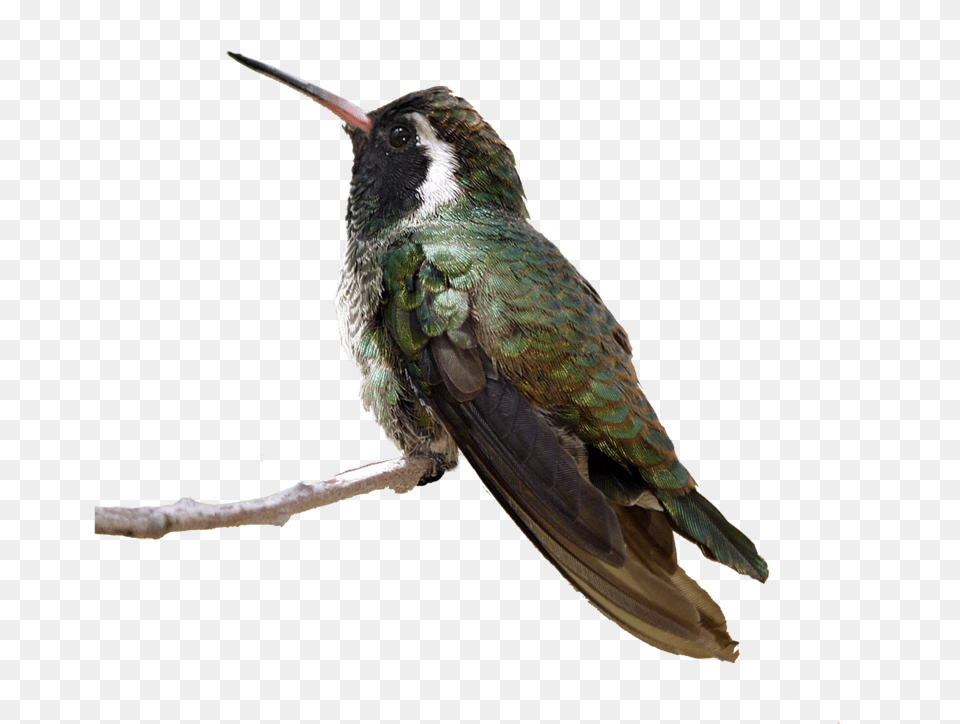 Flying Birds Hummingbird Sitting, Animal, Bird Free Png