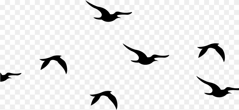 Flying Birds Silhouette Clipart Download Flying Silhouette Bird Clipart, Gray Free Png