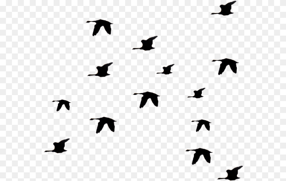 Flying Birds Silhouette Flying Bird Graphic Bird Gif Fly, Animal, Flock, Blackboard Free Png Download