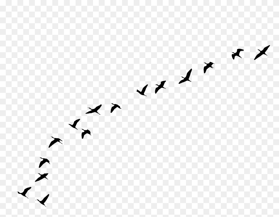 Flying Birds Tattoo, Animal, Flock, Bird Free Png