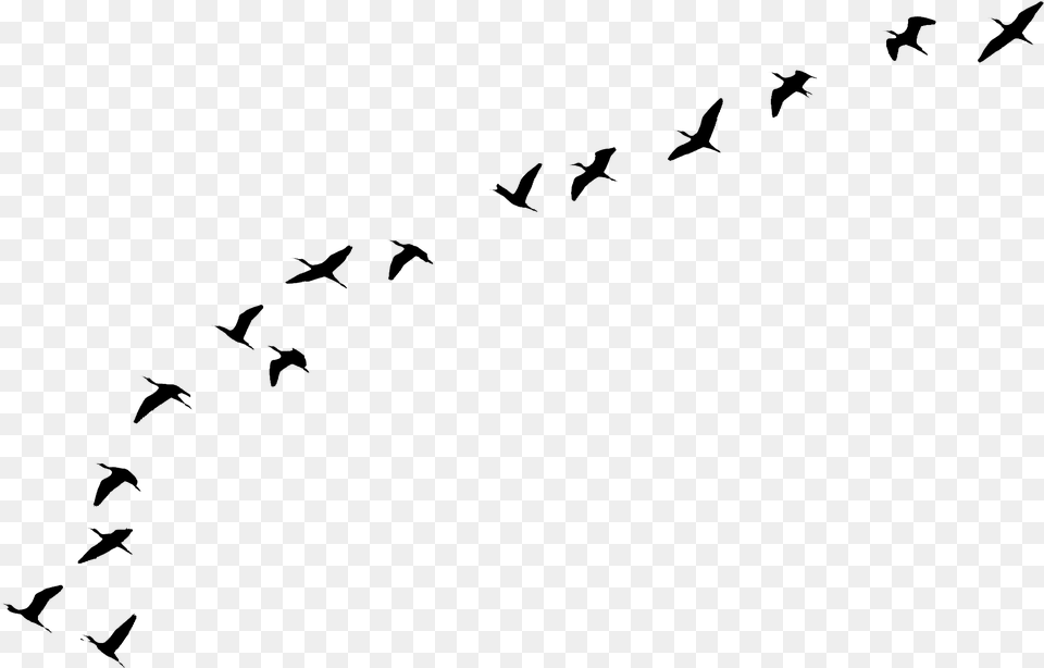 Flying Birds Tattoo Portable Network Graphics, Gray Free Transparent Png