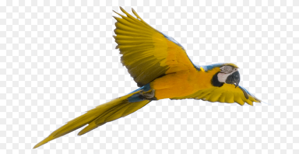Flying Blue Background Fly Bird, Animal, Parrot, Macaw Free Transparent Png