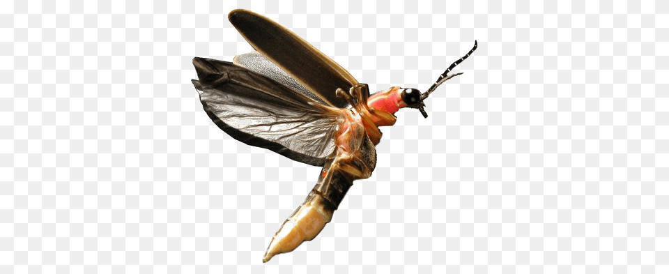 Flying Bug Image Play Lightning Bug Firefly, Animal, Insect, Invertebrate Png