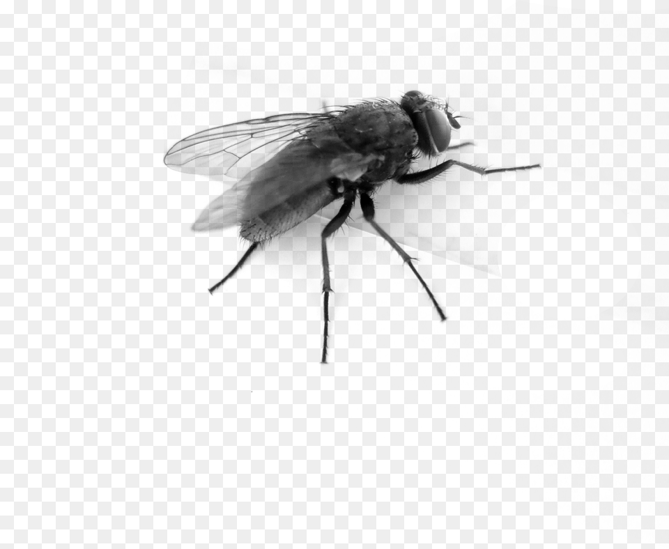 Flying Bug Pic Transparent Background Fly Gif, Gray Free Png Download