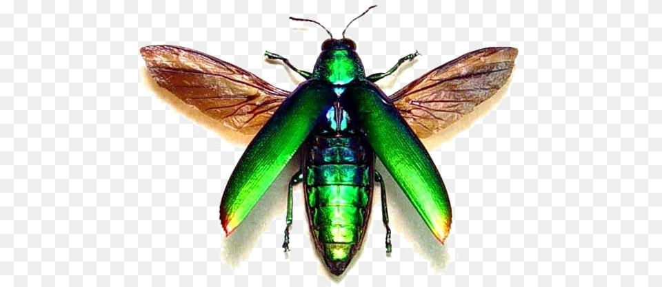 Flying Bug Transparent, Animal, Bee, Insect, Invertebrate Free Png Download