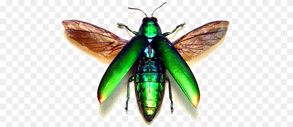 Flying Bug Transparent Neon Green Bug With Wings, Animal, Bee, Insect, Invertebrate Png Image