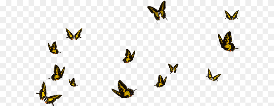 Flying Butterflies Background, Animal, Bird, Bee, Insect Free Transparent Png