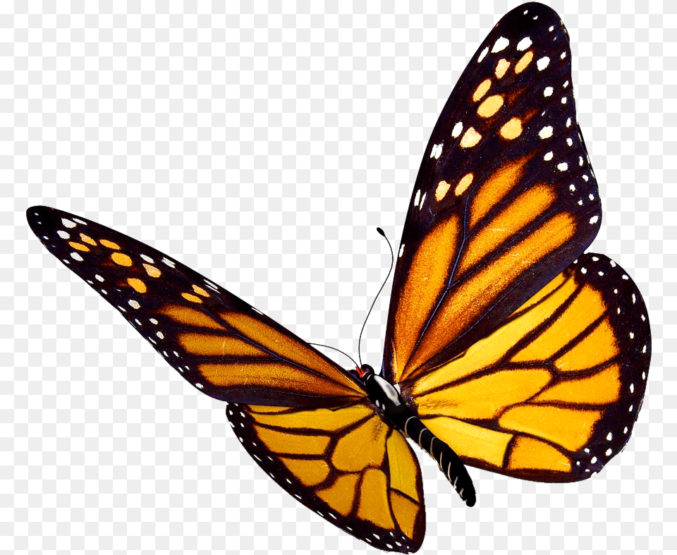 Flying Butterflies Transparent Background Butterfly Transparent, Animal, Insect, Invertebrate, Monarch Free Png