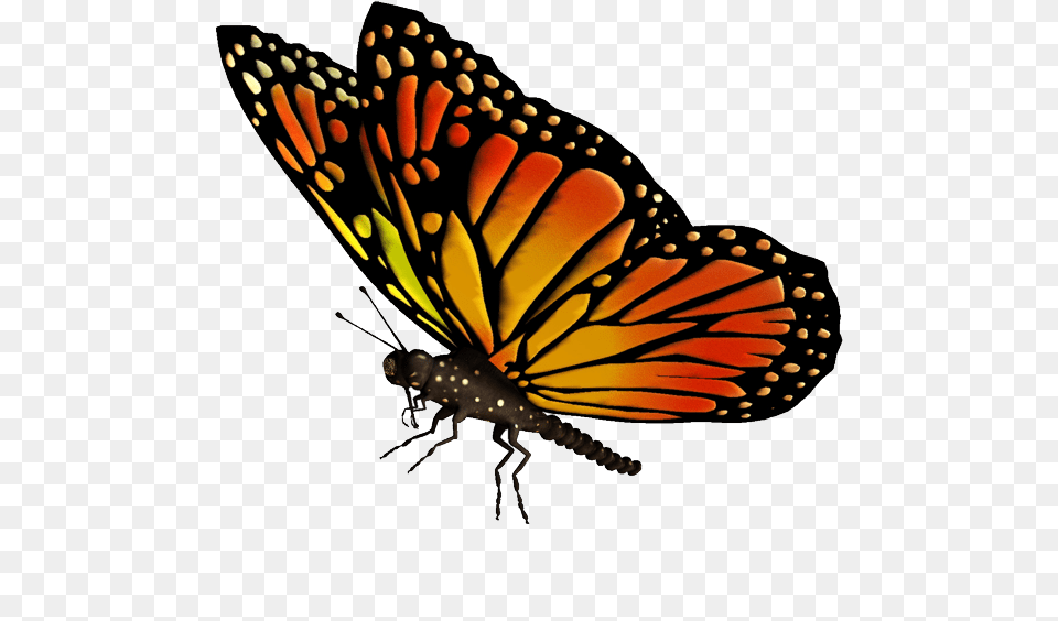 Flying Butterflies Transparent Monarch Butterfly Transparent Background, Animal, Insect, Invertebrate Png