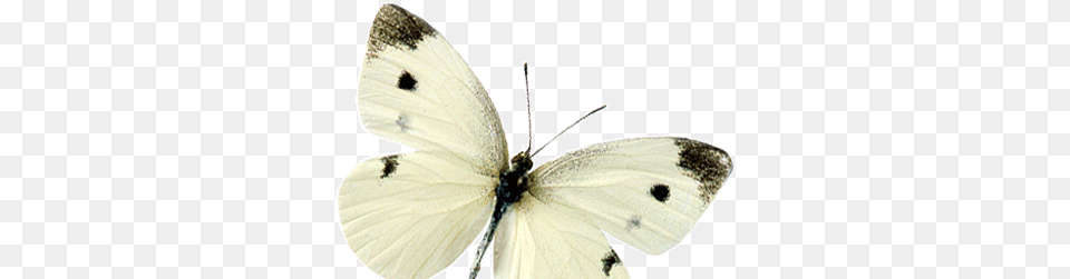 Flying Butterfly Cabbage Butterfly, Animal, Insect, Invertebrate Png