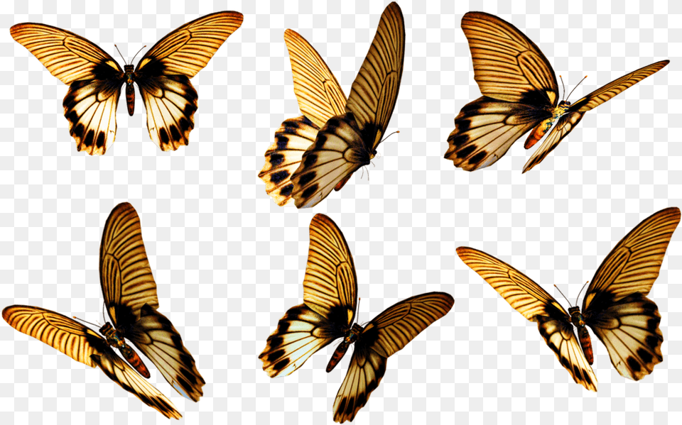 Flying Butterfly Download Butterfly, Animal, Bird, Insect, Invertebrate Free Png