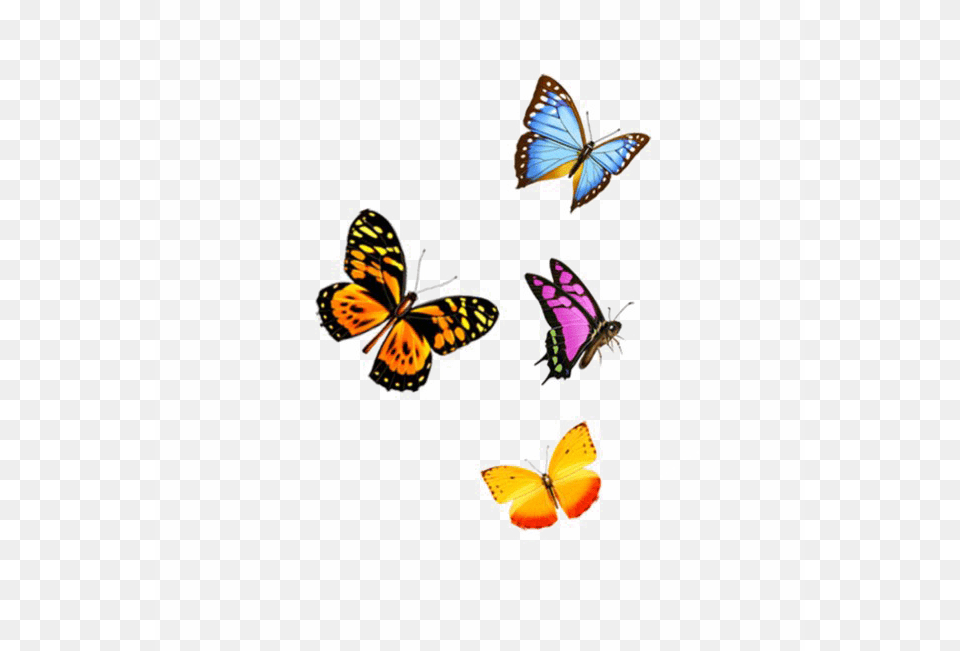Flying Butterfly Image Background Arts, Animal, Insect, Invertebrate, Monarch Png
