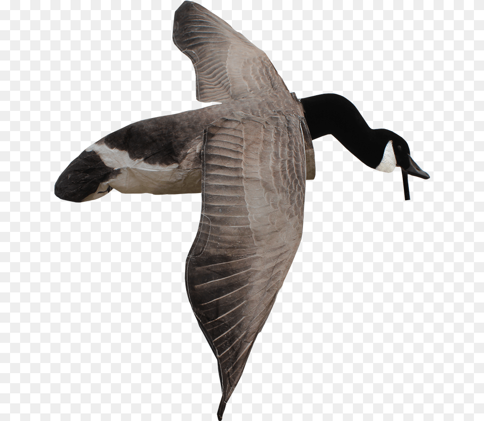Flying Canada Goose, Animal, Bird, Waterfowl Free Png