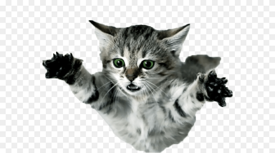 Flying Cat Flying Kittens, Electronics, Hardware, Animal, Mammal Png