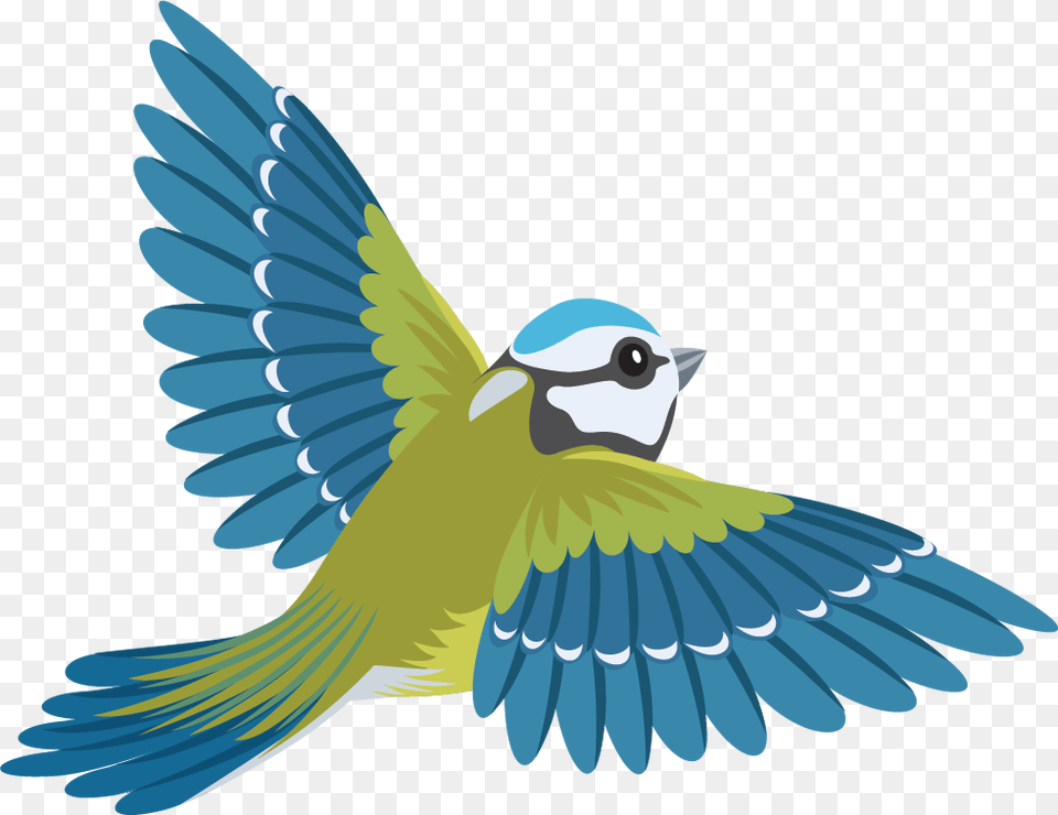 Flying Colourful Birds, Animal, Bird, Jay, Bluebird Free Png