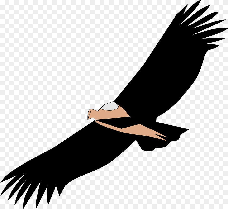Flying Condor Clipart, Animal, Bird, Vulture, Fish Free Png Download