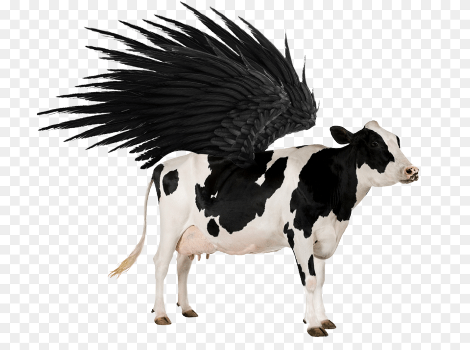 Flying Cow 5 Image Animal Cow, Cattle, Livestock, Mammal, Dairy Cow Free Png Download