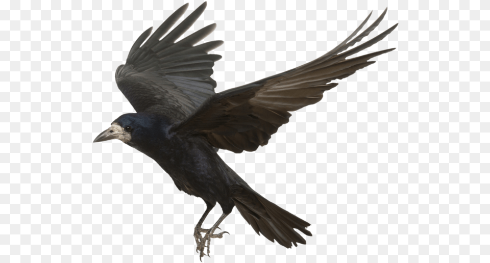 Flying Crow, Animal, Bird, Blackbird Png