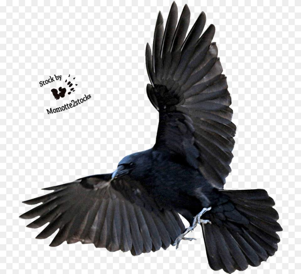 Flying Crow, Animal, Bird, Blackbird Free Png Download