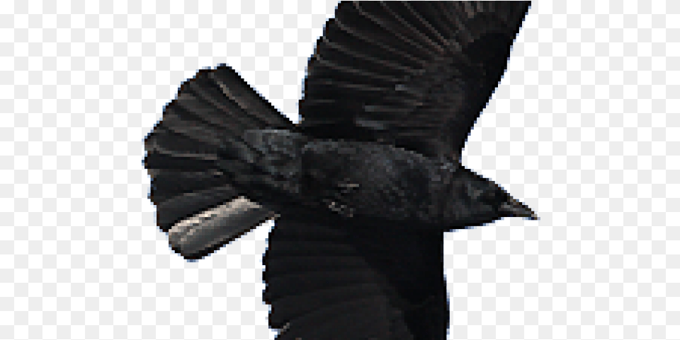 Flying Crow American Crow, Animal, Bird, Blackbird, Person Free Png