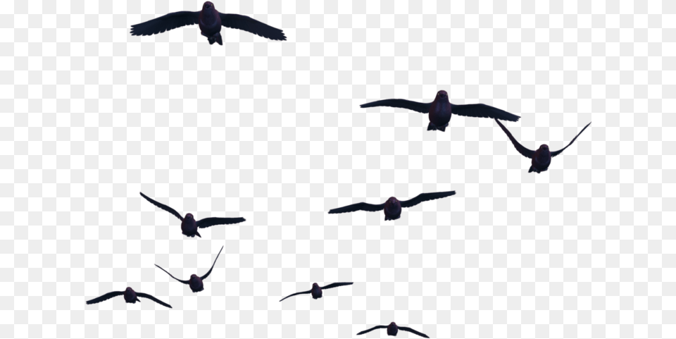 Flying Crow Birds For Photoshop, Animal, Bird, Flock Png Image