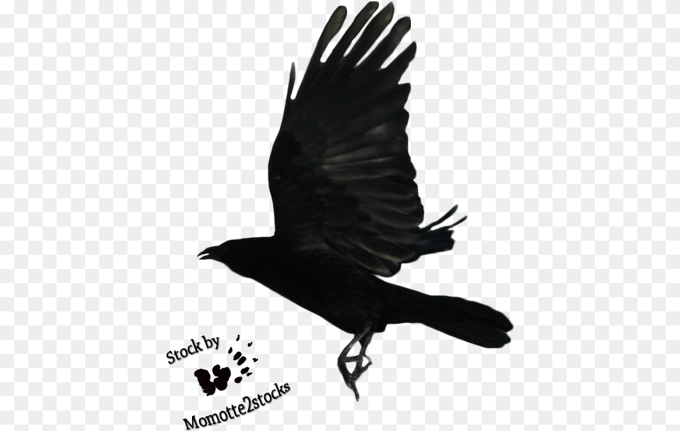 Flying Crow Black And Whi Raven Flying, Animal, Bird, Blackbird Png