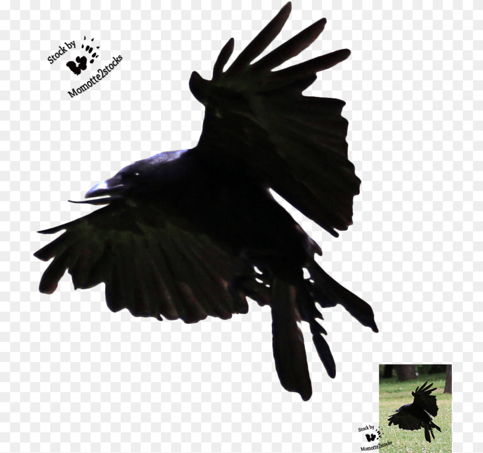 Flying Crow Silhouette Download Flying Crow Line, Animal, Bird, Blackbird Free Png