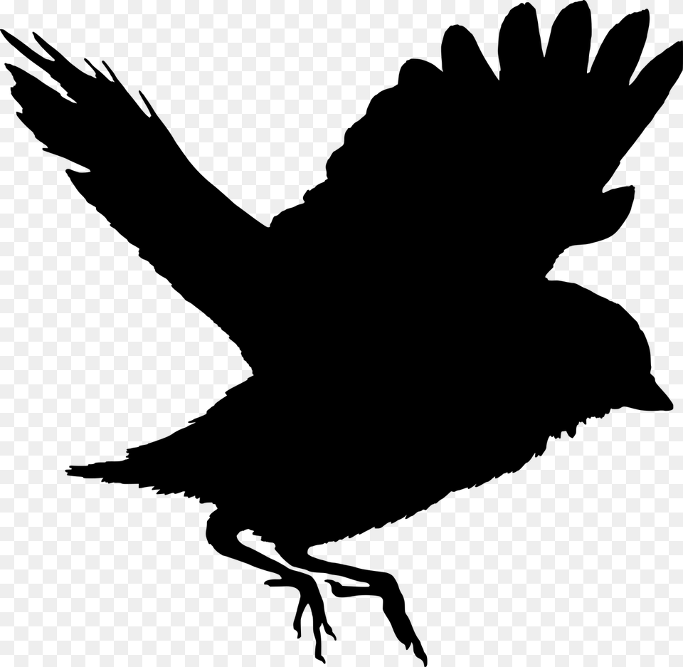 Flying Crow Template Passaro Silhueta, Gray Png Image