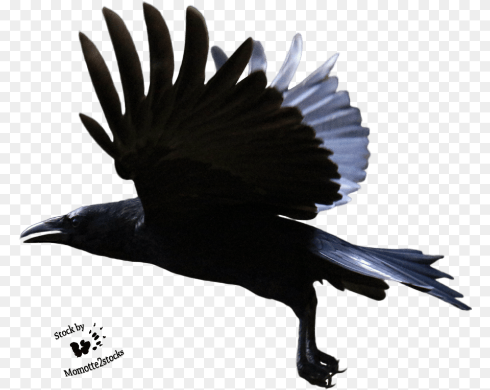 Flying Crow Transparent Background Download Crow Flying Transparent Background, Animal, Bird, Blackbird Png Image