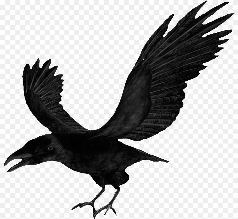 Flying Crows Crow Clipart, Animal, Bird, Blackbird Png