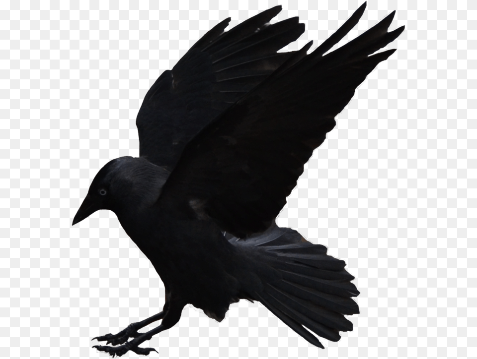 Flying Crows Flying Crow, Animal, Bird, Blackbird Free Transparent Png