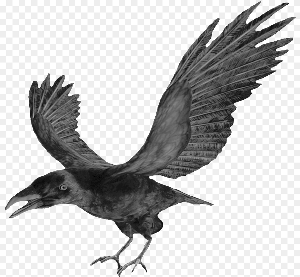 Flying Crows Flying Crows For Halloween Crow Crow Clipart, Animal, Bird, Blackbird Free Png Download