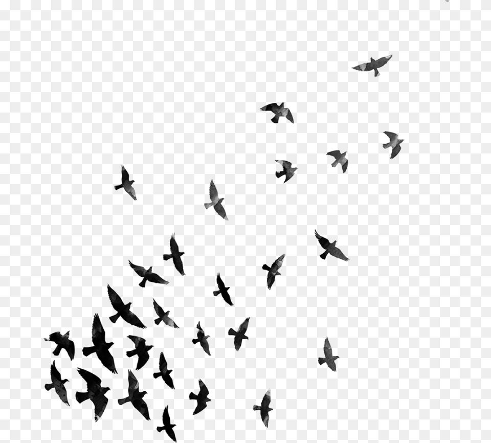 Flying Crows Transparent Crow For Picsart, Gray Png Image