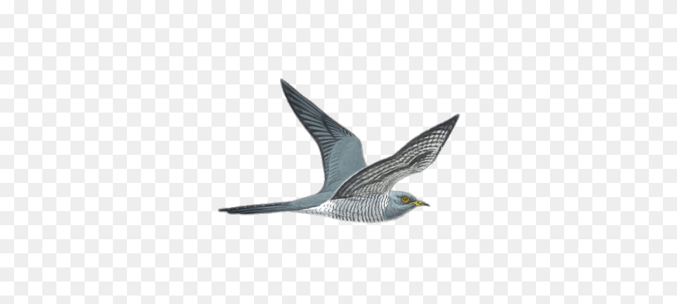 Flying Cuckoo Drawing, Animal, Bird, Kite Bird, Seagull Free Transparent Png