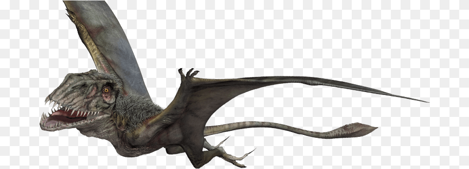 Flying Dinosaur, Animal, Lizard, Reptile, Bird Free Transparent Png